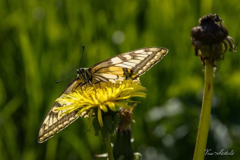 Ritariperhonen_MG_3532.jpg